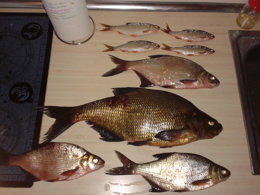 Carp bream