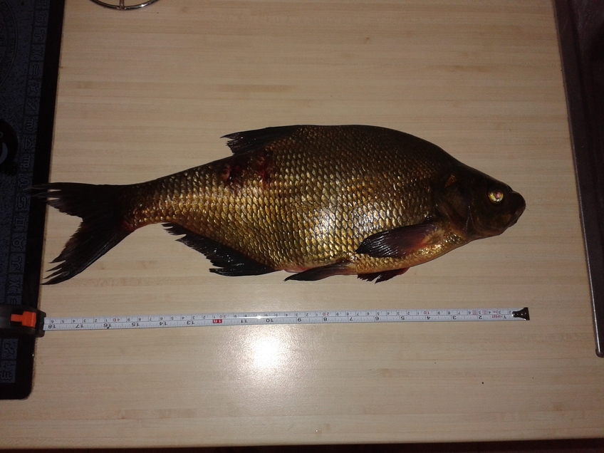 Carp bream